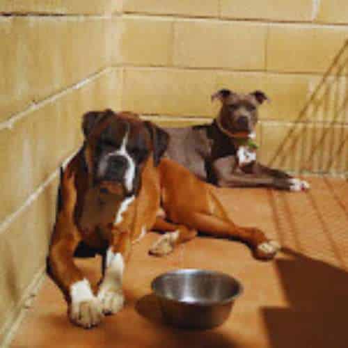 Dos perros descansando en una jaula amplia y soleada en la Residencia Los Amigos de Erik en Guadalajara.