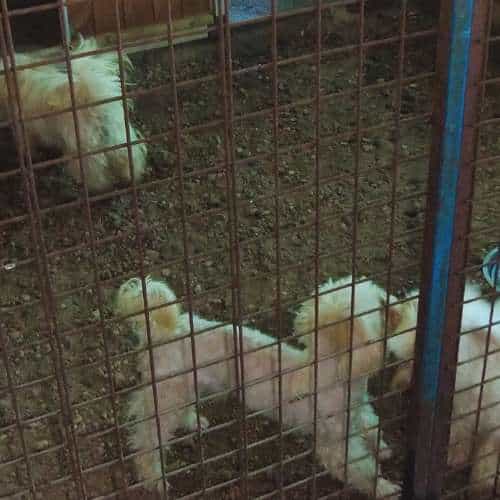 Perros en una jaula segura en la Residencia Rivendel en Guadalajara, disfrutando de un entorno limpio y cómodo.