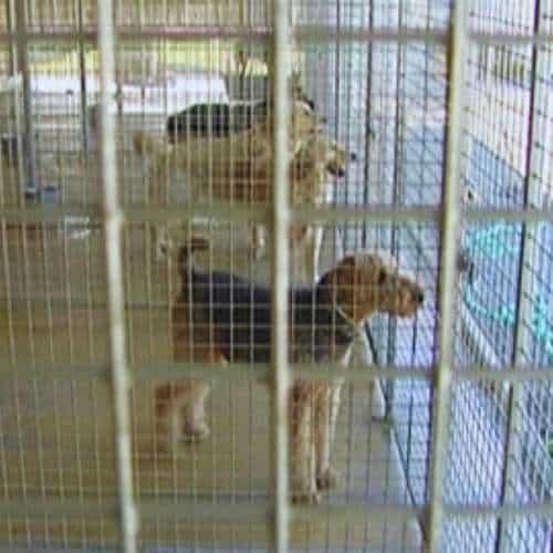 Perros alojados en jaulas seguras y espaciosas de Granacan, residencia canina en Granada.