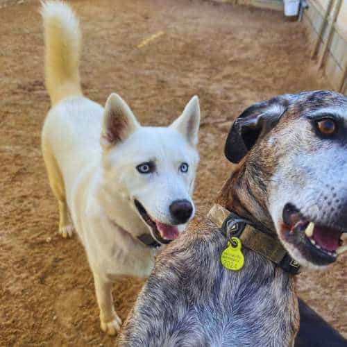 Dos perros jugando y divirtiéndose en el área exterior de la Residencia Canina Pet Jilton Club en Sevilla.