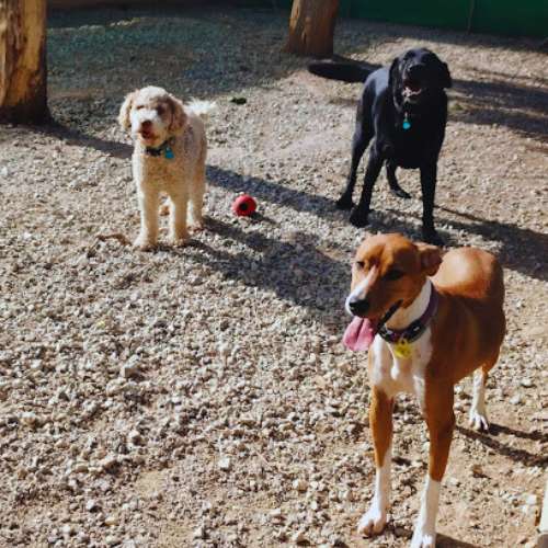 Tres perros jugando en el patio de Granacan, residencia canina en Granada, rodeados de un entorno seguro y espacioso.