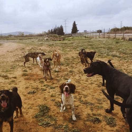 Grupo de perros disfrutando de un espacio de recreo al aire libre en la residencia canina Cencaval, ubicada en Valencia.