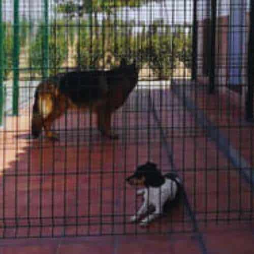Dos perros descansando en un recinto seguro con suelo de baldosas rojas y un entorno tranquilo en la Residencia Canina Los Alcores, Sevilla.