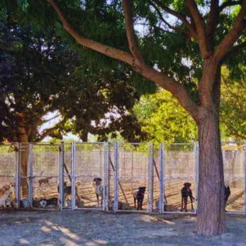 Perros descansando en una zona segura y sombreada de la Residencia Canina El Sagasta en Granada, rodeados de árboles y naturaleza.