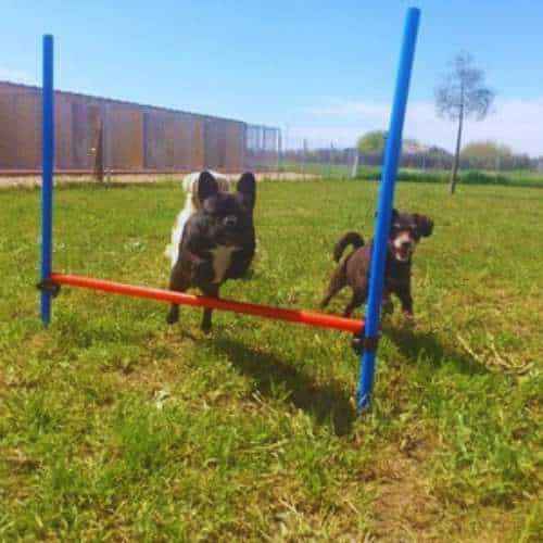 Dos perros participando en una actividad de agilidad al aire libre en la Residencia Canina Los Alcores, Sevilla. Uno salta sobre una barra mientras el otro observa.