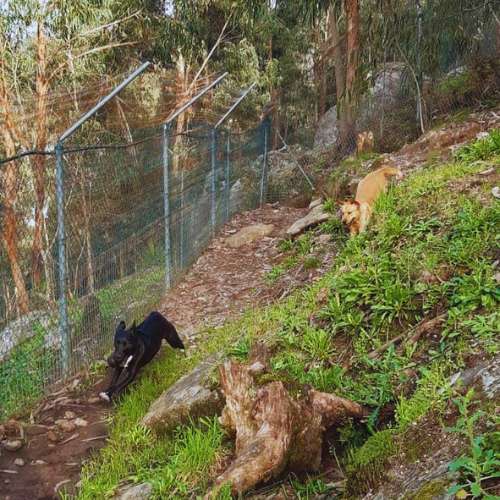 Dos perros explorando un sendero natural cercado en las instalaciones de la Residencia Canina Ollo Ó Can, Vigo, rodeados de árboles y naturaleza.