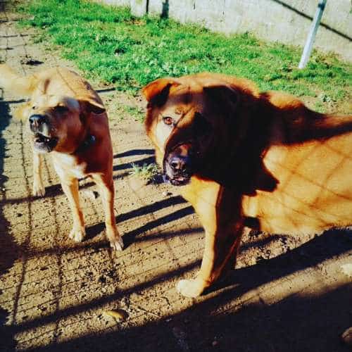Dos perros grandes de color marrón jugando en un patio al aire libre con suelo de tierra y césped en una residencia canina.