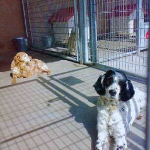 Perros descansando en jaulas individuales de la Residencia Canina Ramos en Burgos, con casetas y un espacio limpio y soleado.