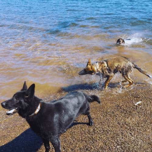 Tres perros jugando en el agua en un entorno natural cerca de la Residencia Canina Fuentes Blancas en Burgos, disfrutando de un día al aire libre.