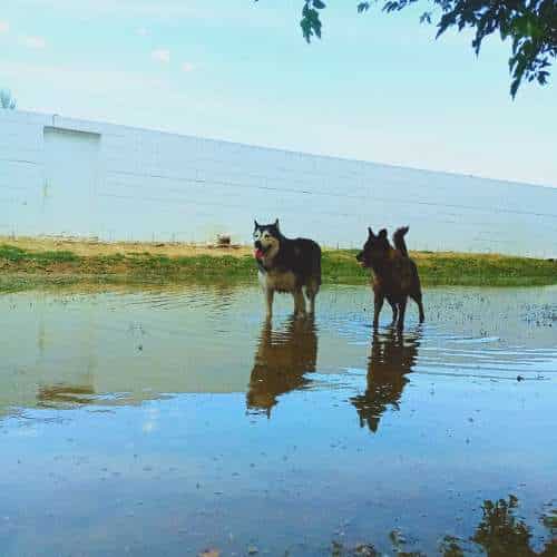 Dos perros, un husky y otro marrón, jugando en un charco de agua en un patio exterior de una residencia canina.