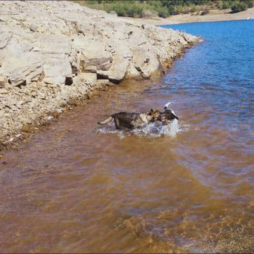 Perros jugando en el agua junto a la orilla rocosa de un lago cerca de la Residencia Canina Fuentes Blancas en Burgos, disfrutando de un día soleado.