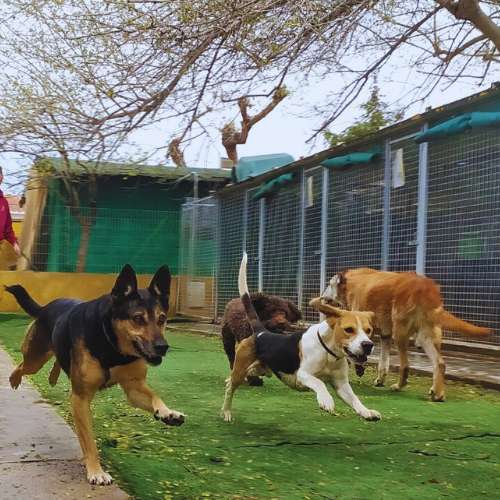Perros corriendo y jugando en un área cercada de la Residencia Canina DogHouse en Granada, diseñada para fomentar la actividad y el bienestar.