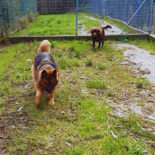 Dos perros jugando y explorando en un área verde cercada de la Residencia Canina Ollo Ó Can, Vigo.