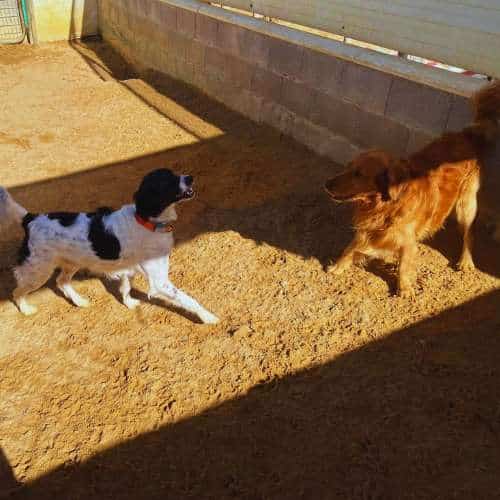 Dos perros jugando en un área al aire libre con sombra en la Residencia Canina Pet Jilton Club en Sevilla.