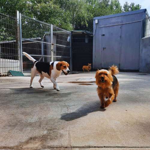 Dos perros pequeños jugando en el patio de la Residencia Canina Tatinejos, rodeados de cercas metálicas.