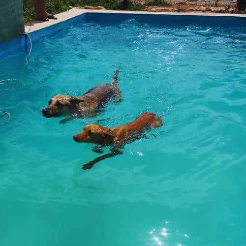 Dos perros disfrutando de un baño refrescante en una piscina de la residencia canina Cencaval, ubicada en Valencia.