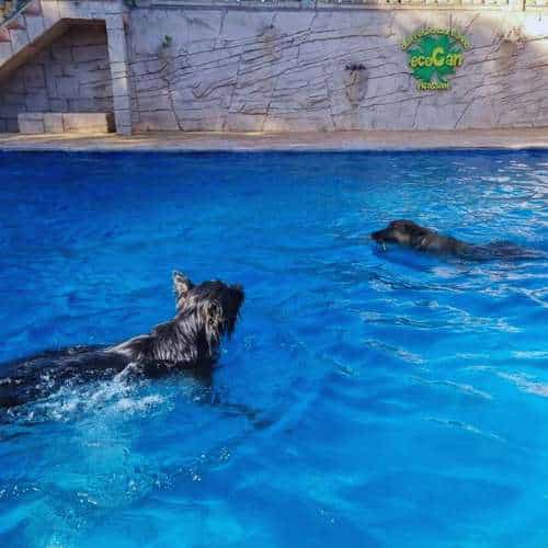 Dos perros nadando en una piscina azul clara en la residencia canina Ecocan, Valencia, con un fondo decorativo de piedra.