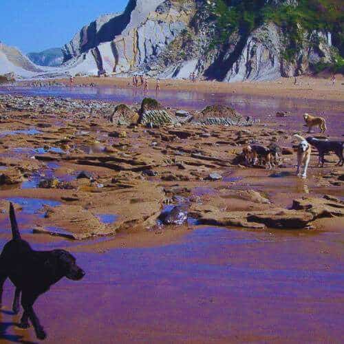 Grupo de perros jugando en la playa, explorando el agua y las rocas en un día soleado, organizados por la Residencia Canina Kanoteka en Bilbao.
