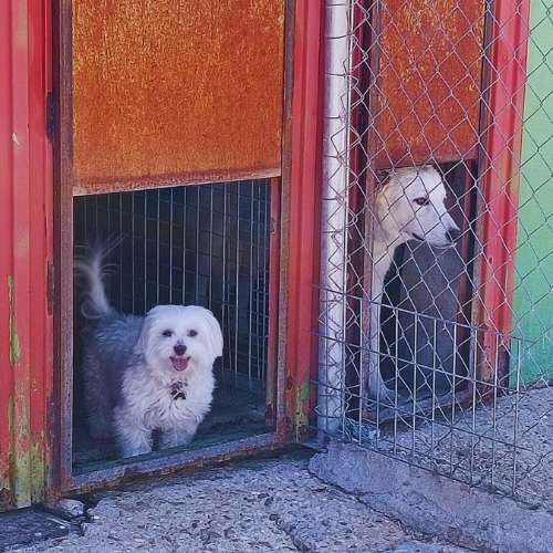 Dos perros asomándose desde sus puertas individuales en la Residencia Canina Alanos de Toletum en Toledo.