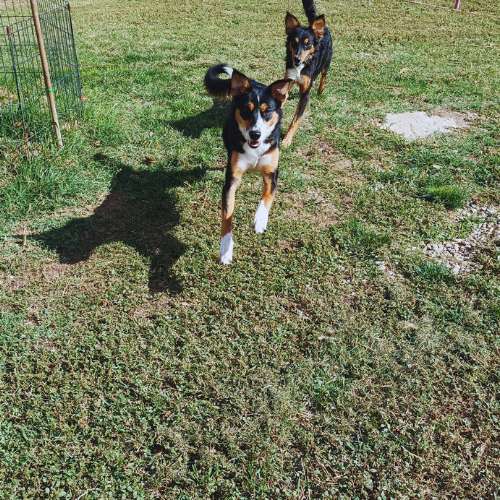 Dos perros medianos de pelaje tricolor corriendo en un patio con césped en una residencia canina.