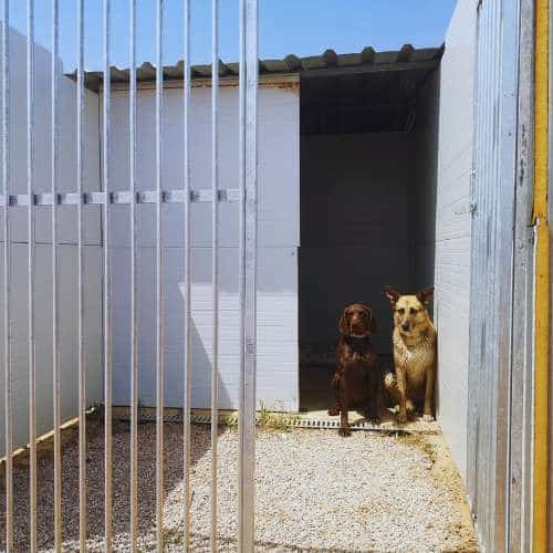 Dos perros descansando dentro de un alojamiento en la residencia canina Cencaval en Valencia.