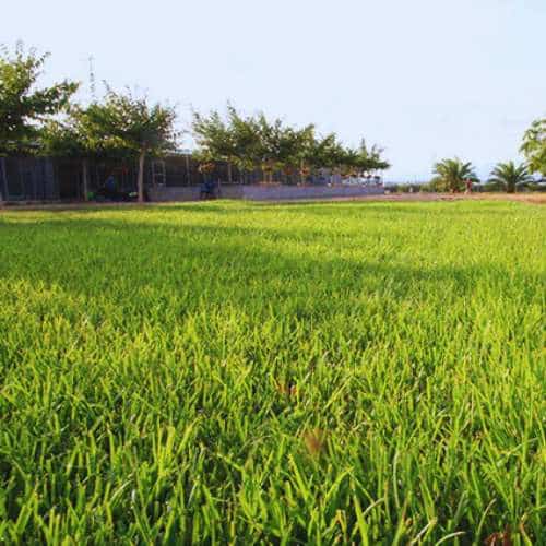 Amplia área verde en la residencia canina De Pichera, ubicada en Valencia, ideal para el recreo y ejercicio de las mascotas.