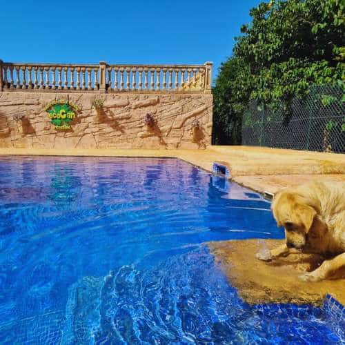 Perro golden retriever junto a una piscina azul en la residencia canina Ecocan, Valencia.