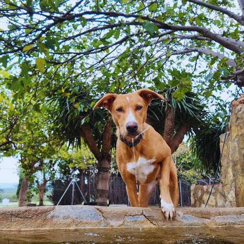 Perro junto a una piscina natural rodeada de árboles en la residencia canina Ecocan, Valencia.