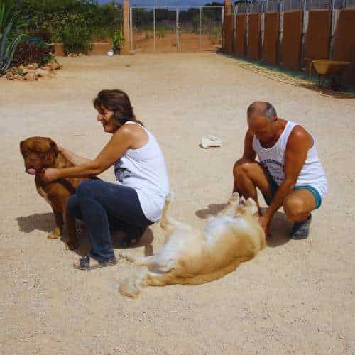 Dos cuidadores interactuando con perros en la Residencia Canina Von Falkenau en Mallorca, en un entorno seguro y agradable al aire libre.