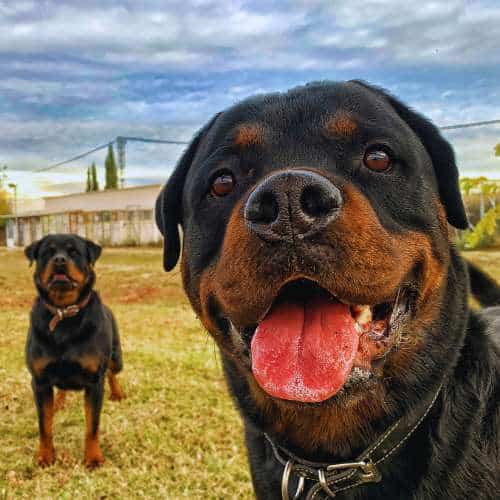 Dos rottweilers disfrutando al aire libre en la Residencia Ds-Kan en Granada, en un entorno seguro y natural.