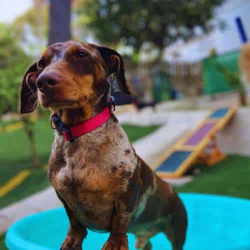 Teckel disfrutando en una piscina pequeña en la Residencia Canina Tiny Dog Hotel en Málaga.