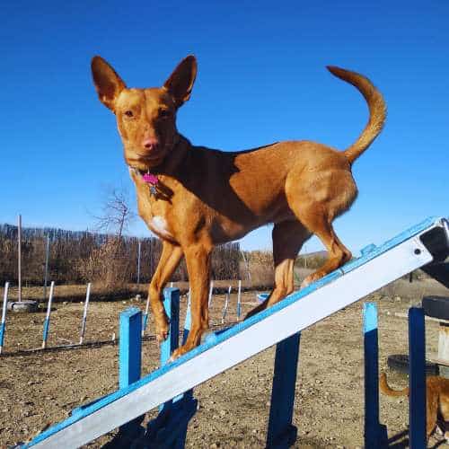 Perro marrón en una rampa de entrenamiento de agility en la residencia canina Territorio Canino en Toledo.