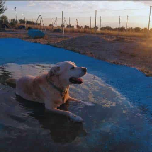 Perro grande de color crema relajándose en una piscina poco profunda al atardecer en la residencia canina Territorio Canino en Toledo.