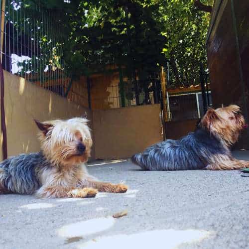 Dos perros Yorkshire Terrier descansando en la sombra dentro de la Residencia Canina DogHouse en Granada, en un espacio amplio y seguro.