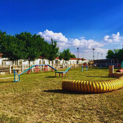Área de recreo y juegos al aire libre en la residencia canina Los Álamos, con estructuras de agility y espacios verdes.