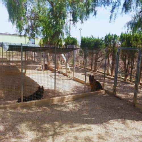 Zona recreativa para perros con áreas sombreadas y jaulas al aire libre en la residencia canina Chichet, Valencia.