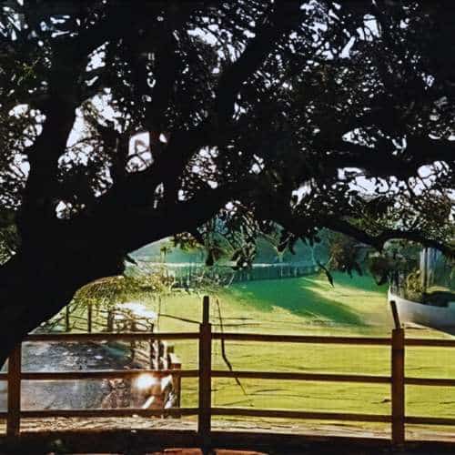 Vista de la zona de recreo al aire libre en La Villa Hotel Canino, Valencia, con espacios verdes y áreas cercadas para la seguridad de las mascotas.