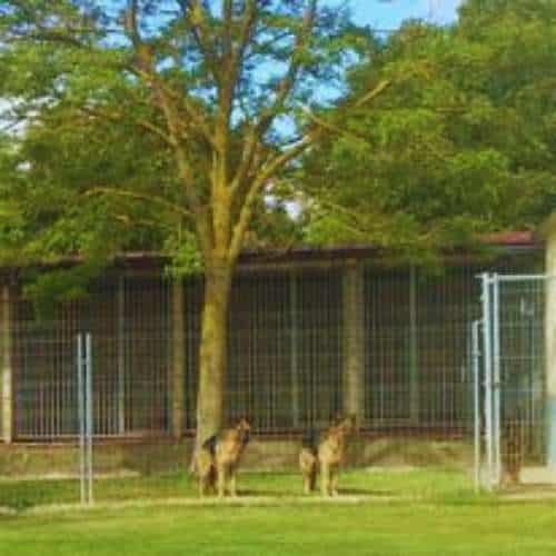 Dos pastores alemanes en una zona verde vallada de la Residencia Canina Bureba en Burgos, rodeada de árboles y con jaulas al fondo.