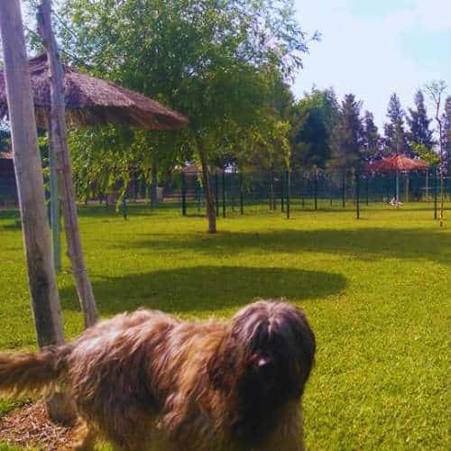 Zona verde y amplia de recreo en la Residencia Canina Ruta de la Plata, con césped, sombrillas de paja y un perro disfrutando del espacio.