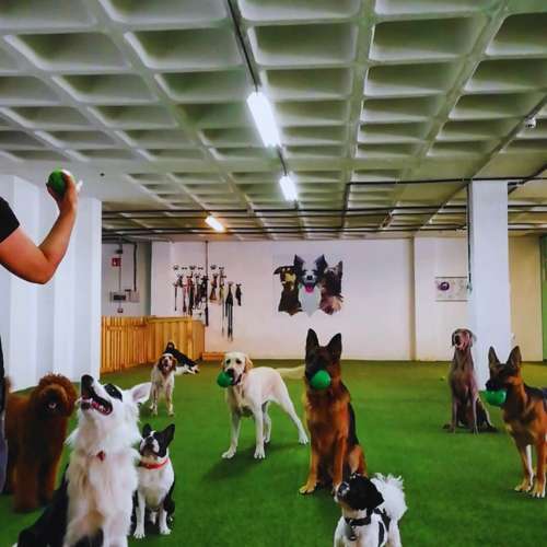 Sesión de adiestramiento grupal en la Guardería Canina KN12, Bilbao, con varios perros y una entrenadora.