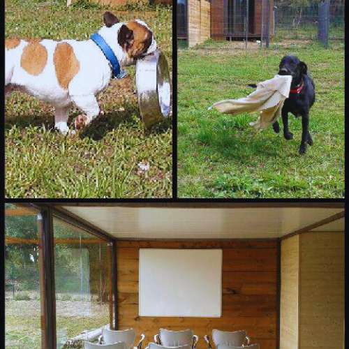 Dos perros jugando al aire libre y una sala de reuniones en la Guardería Canina ABC Dogs, Girona.