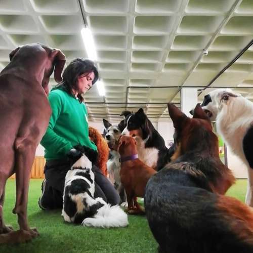 Perros jugando con pelotas durante una actividad grupal en la Guardería Canina KN12, Bilbao, en un espacio interior con césped artificial.