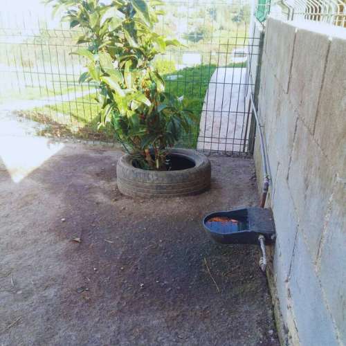 Área de descanso en la guardería canina Ovican en Oviedo, equipada con sombra y acceso a agua fresca para las mascotas.