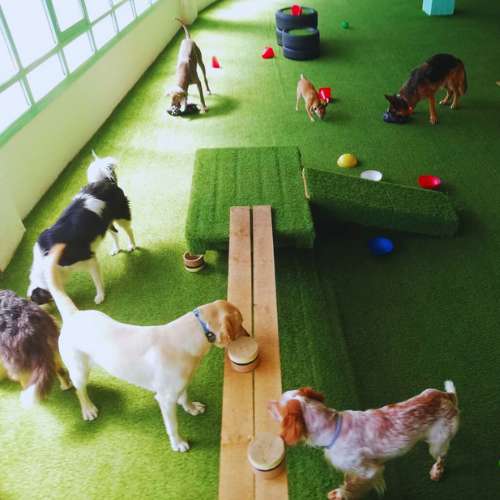 Perros disfrutando de actividades y comida en un área de juegos interior en la Guardería Canina KN12, Bilbao.