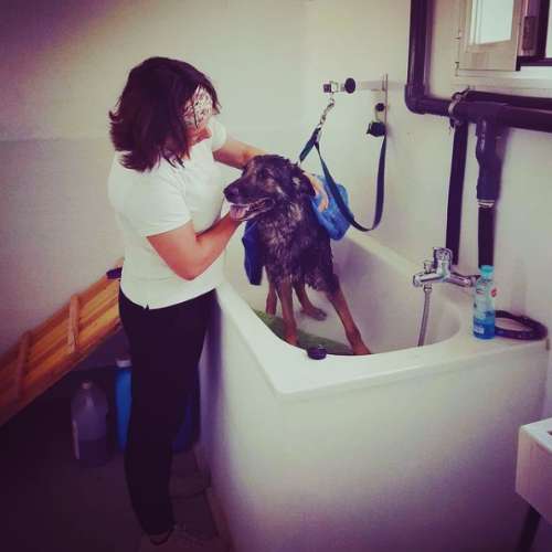 Un perro recibiendo un baño en las instalaciones de la guardería canina Holiday Can, Toledo.
