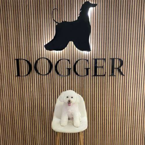 Bichón frisé posando frente al logotipo de Dog Designers en un entorno elegante y moderno.