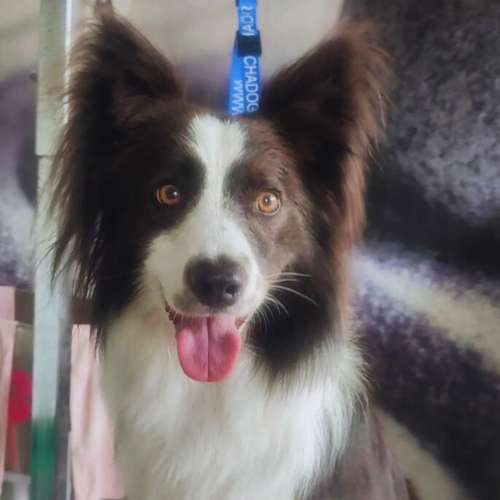 Border Collie mostrando su entusiasmo en la guardería canina Bonnie and Clyde en Santander.