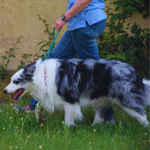 Un Border Collie disfrutando de un paseo con su cuidador en la Guardería Canina CampDorà, Girona.