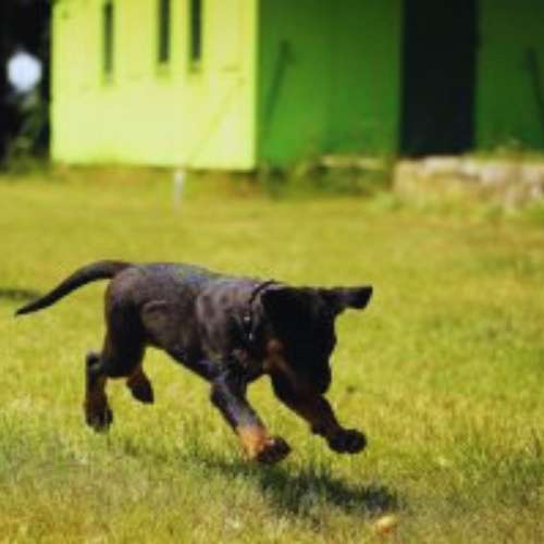 Cachorro disfrutando al aire libre en la guardería canina Holiday Can, ubicada en Toledo.