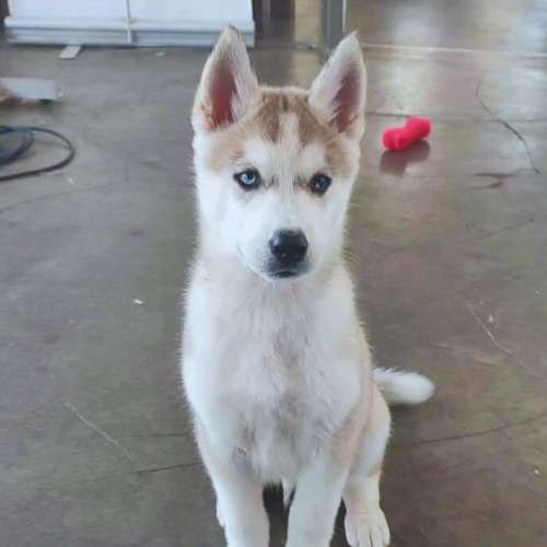 Cachorro Husky Siberiano en la guardería canina Bonnie and Clyde en Santander.